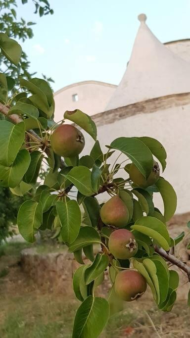 Podere Del Gelso Bianco, Vacation Rental Ostuni Zewnętrze zdjęcie