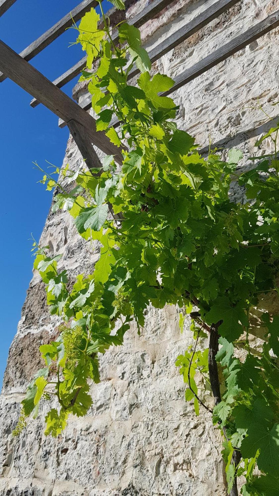 Podere Del Gelso Bianco, Vacation Rental Ostuni Zewnętrze zdjęcie